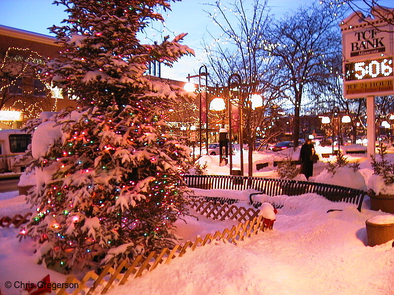 Photo of Edina Christmas Tree(1163)