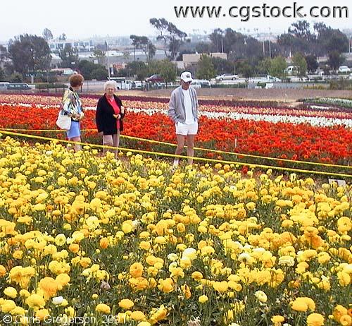 Photo of Carlsbad Flower Fields(1430)