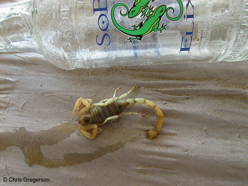 Photo of Scorpion(1490)