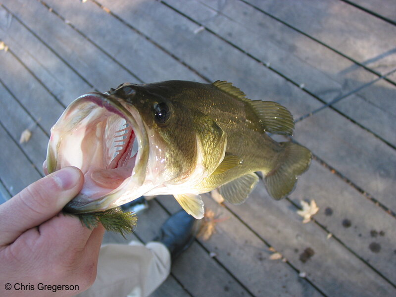 Photo of Bass Fish Caught in Lake Harriet(1703)