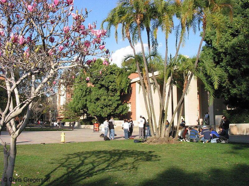 Photo of Court of Sciences at UCLA(1769)