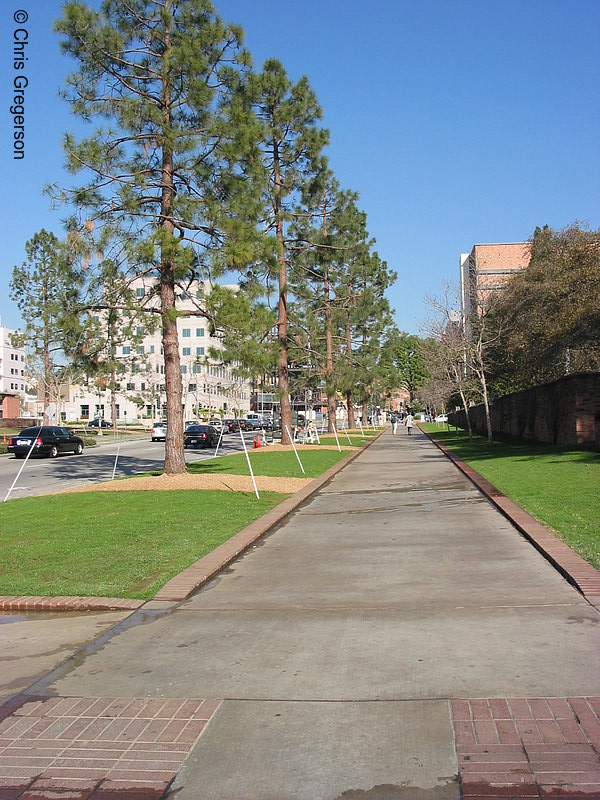 Photo of Sidewalk on Westwood Plaza at UCLA(1775)