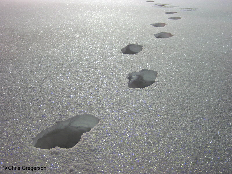 Photo of Footprints in the Snow(1842)