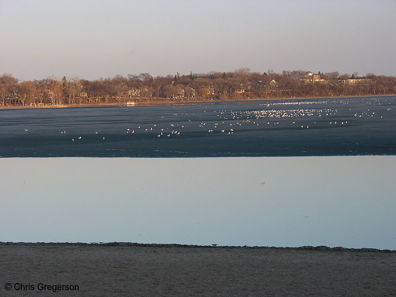 Photo of Seagulls on Lake Calhoun(1866)