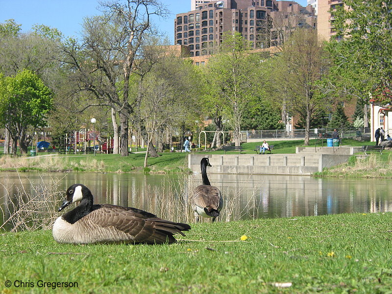 Photo of Geese in Loring Park(1994)