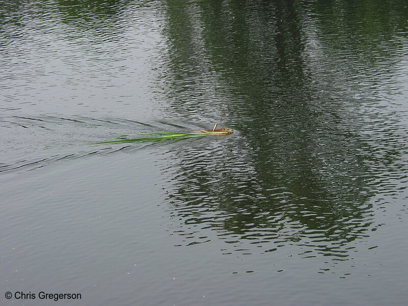 Photo of Beaver in the Calhoun Settling Pond(2044)