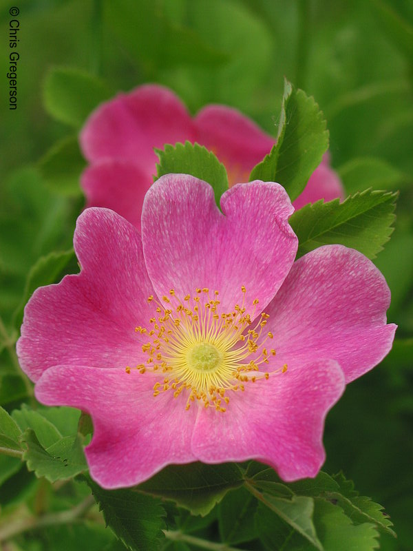 Photo of Pink and Yellow Flower(2116)