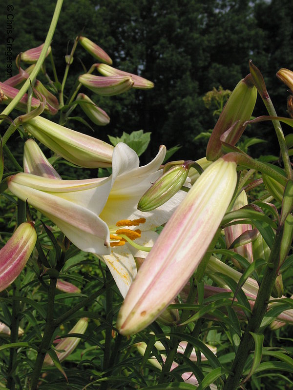 Photo of Black Dragon Lily(2159)