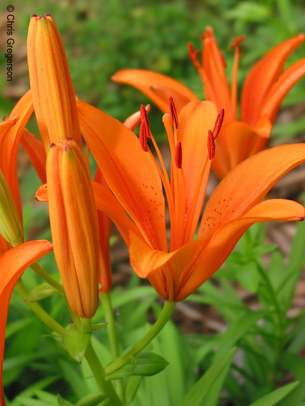 Photo of Orange Lily(2163)