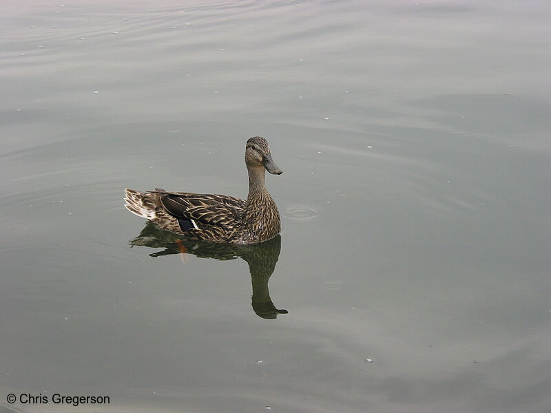 Photo of Female Mallard in Lake Harriet(2167)