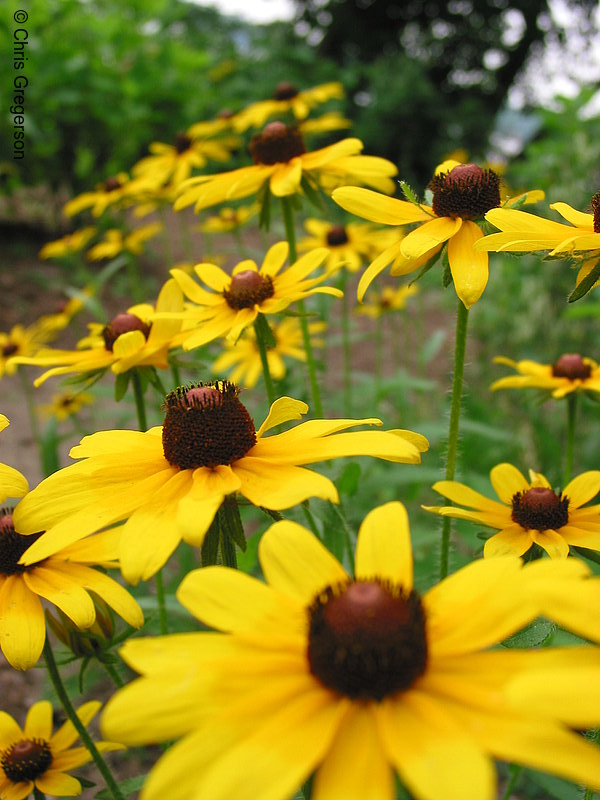 Photo of Yellow Daisies by Lake Harriet(2169)