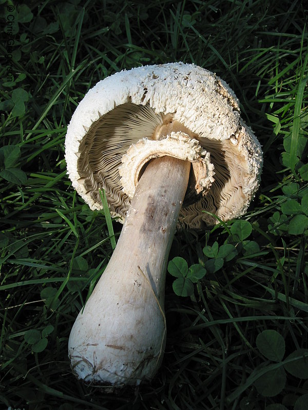 Photo of Giant Mushroom(2172)