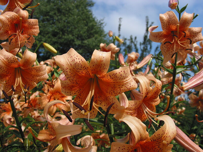 Photo of Stargazer Lily(2177)