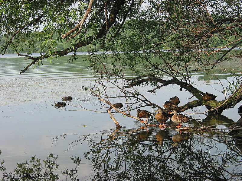 Photo of Ducks on a Tree Branch(2182)