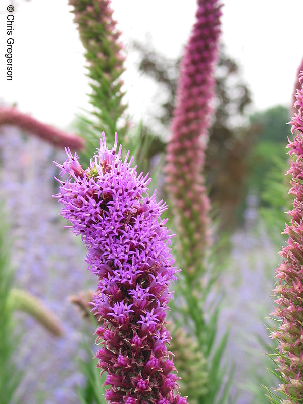 Photo of Violet Liatris(2227)