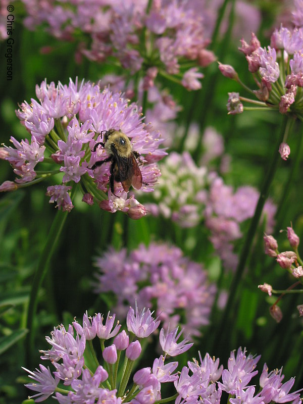 Photo of Bumblebee on a Wild Onion(2230)