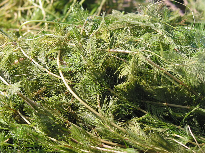 Photo of Eurasian Milfoil (close-up)(2240)