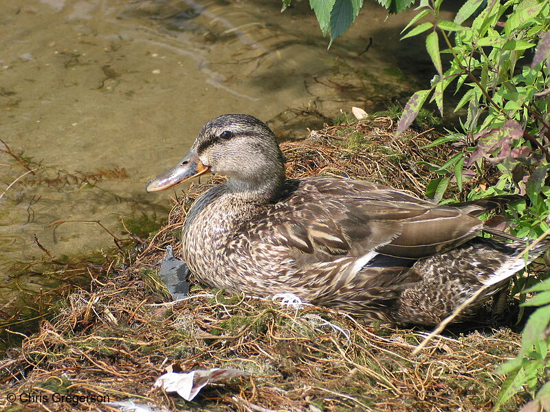 Photo of Mallard Mother(2251)