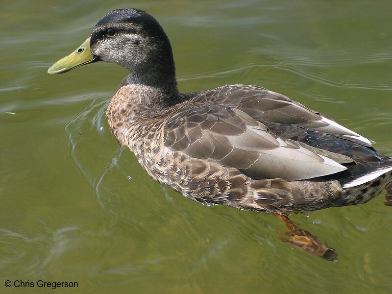 Photo of Duck on Lake Calhoun(2255)