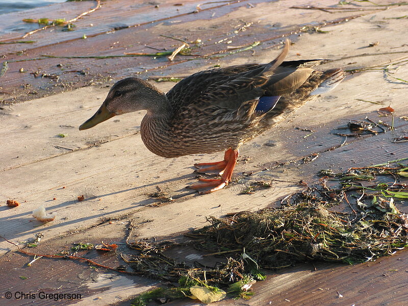 Photo of Duck on the Dock at Lake Calhoun (2319)