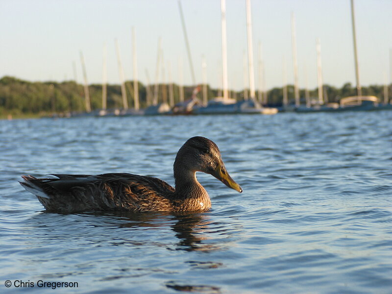 Photo of Mallard on Lake Calhoun(2322)