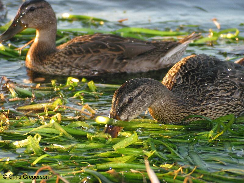 Photo of Two Ducks(2326)