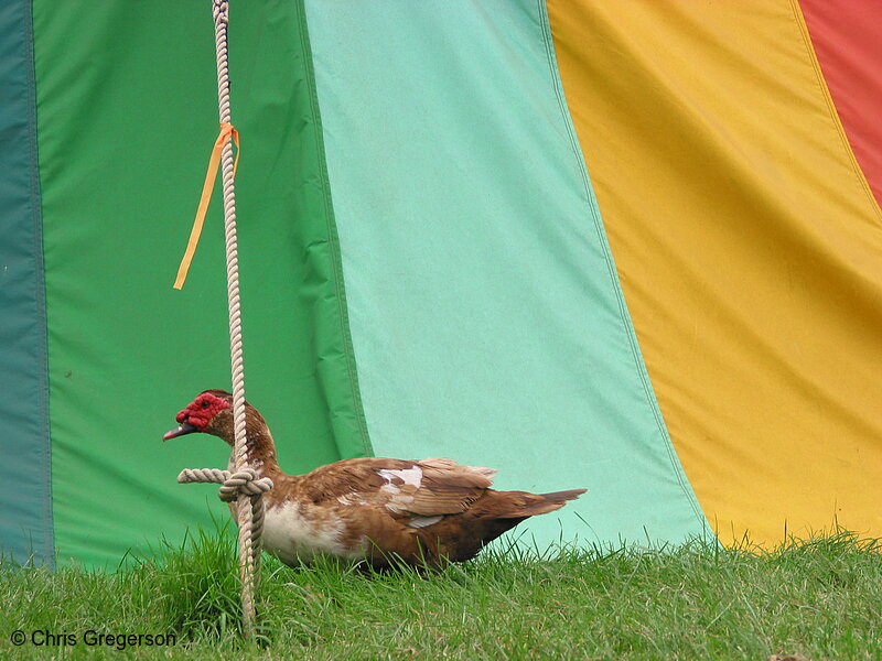 Photo of Zodiac Pavillion at the Renaissance Festival(2354)