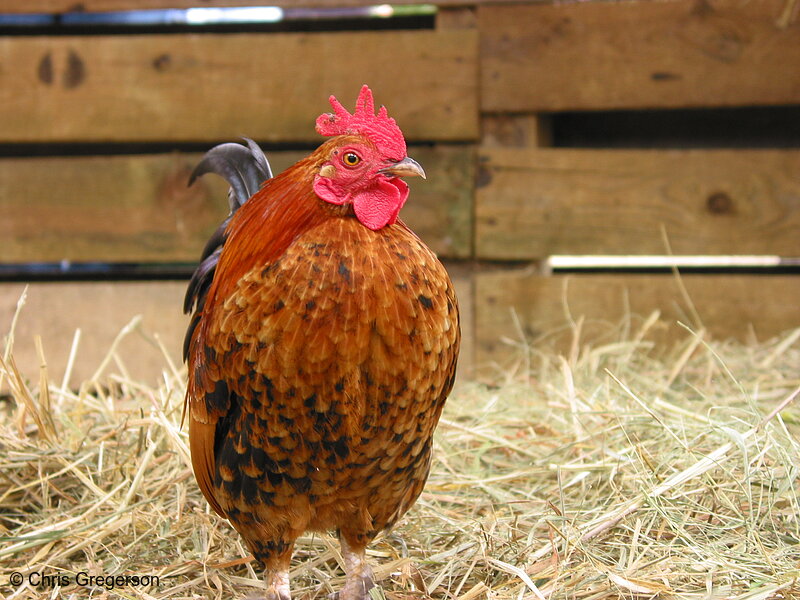 Photo of Rooster at Ballina Knob Farm, Minnesota Renaissance Festival(2355)