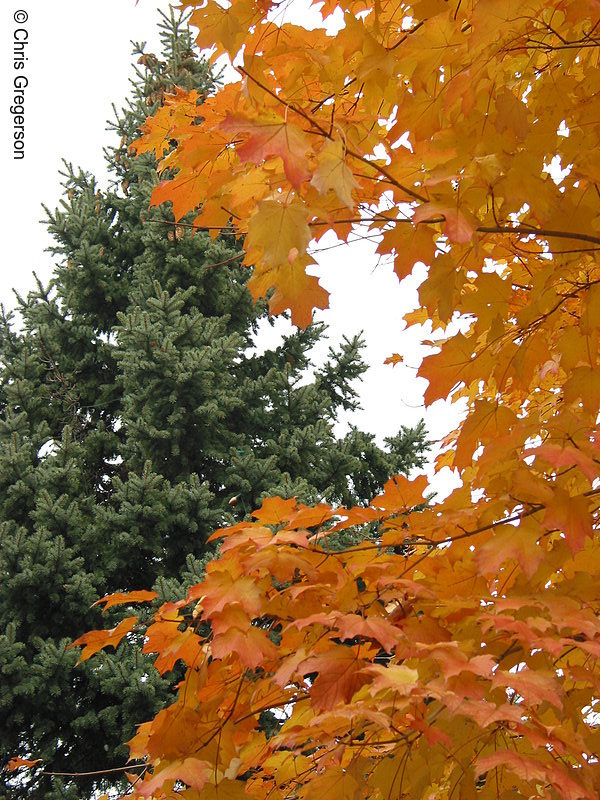 Photo of Pine Tree and Maple Tree(2463)