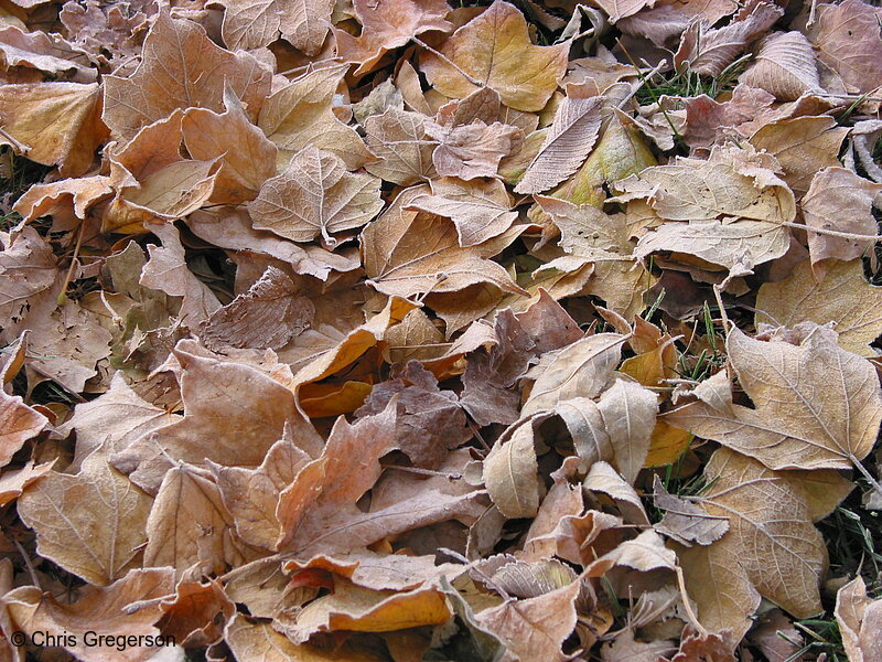 Photo of Hoarfrost on Autumn Leafs(2467)