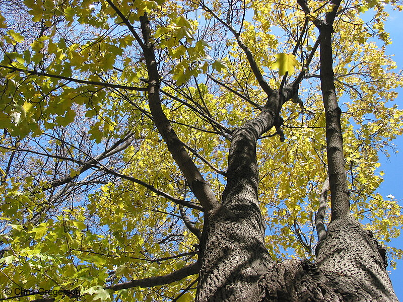 Photo of Yellow Maple Tree Leafs(2519)