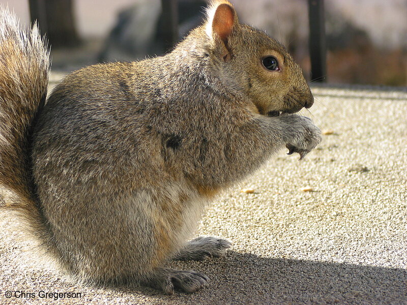 Photo of Profile of Brownie the Squirrel Eating(2539)