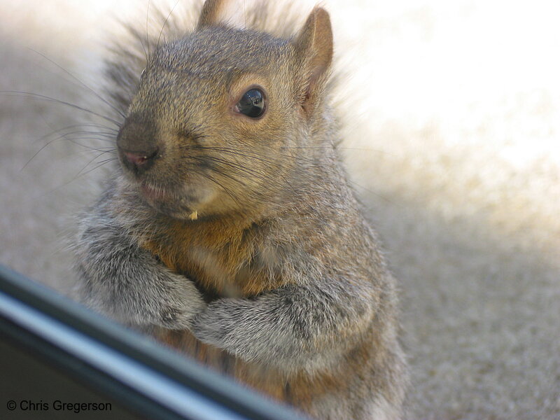 Photo of Close-Up of Brownie the Squirrel(2540)