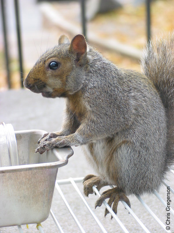 Photo of Squirrel Feet(2549)