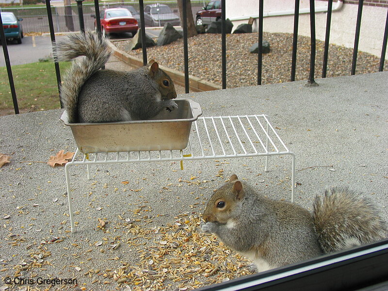 Photo of Two Squirrels Eating(2566)