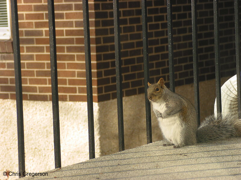 Photo of Suspicious Squirrel(2569)