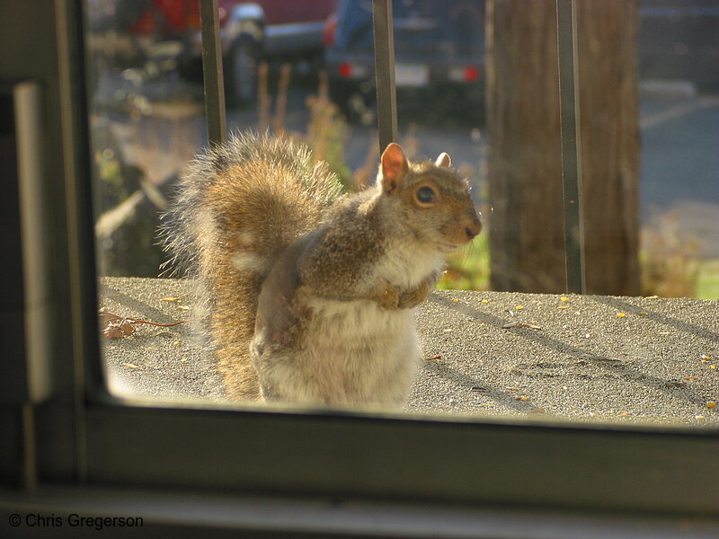 Photo of Eastern Gray Squirrel, Molting or with Mange(2571)