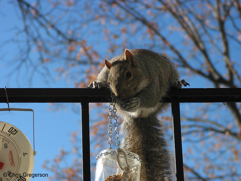 Photo of Squirrel Crouched on Railing(2582)