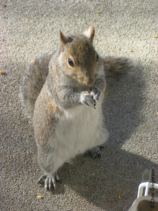 Photo of Squirrel Standing Up and Eating(2591)