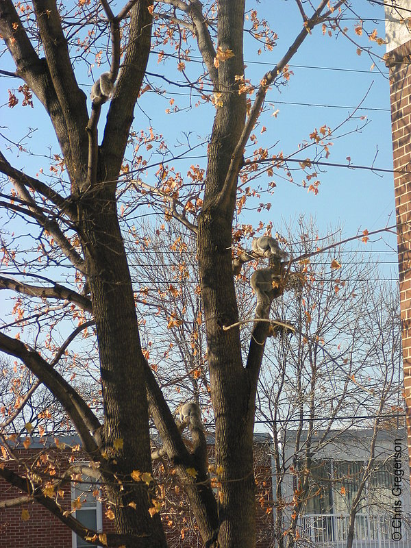 Photo of Four Squirrels Resting in a Tree(2596)