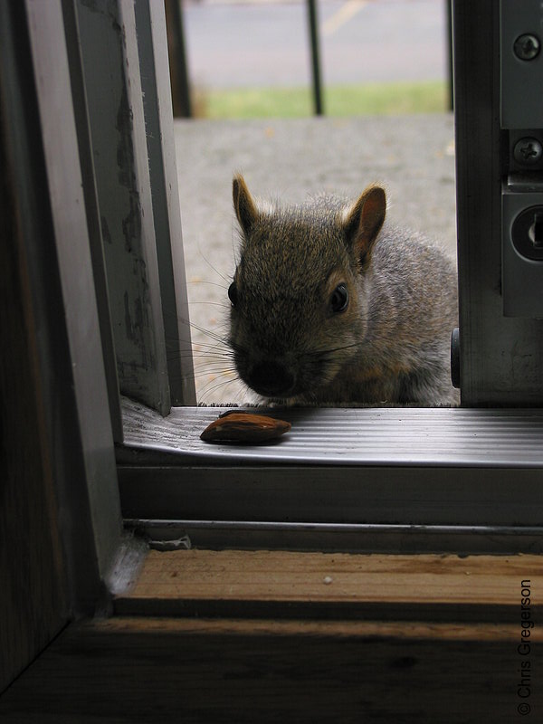 Photo of Squirrel Taking an Almond(2600)