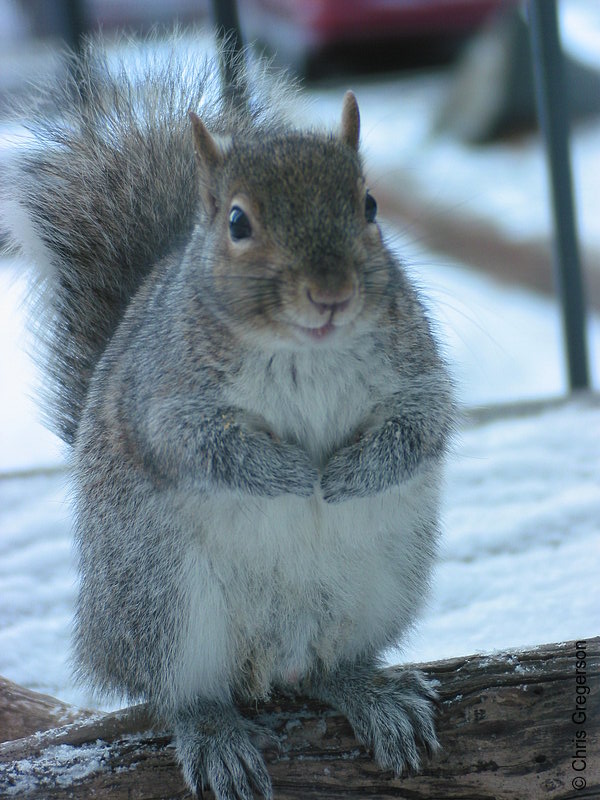 Photo of Squirrel on a Log(2659)