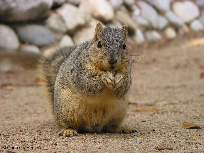 Photo of Eastern Fox Squirrel(2662)