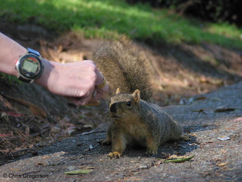 Photo of Squirrel Approaching Food Cautiously(2677)