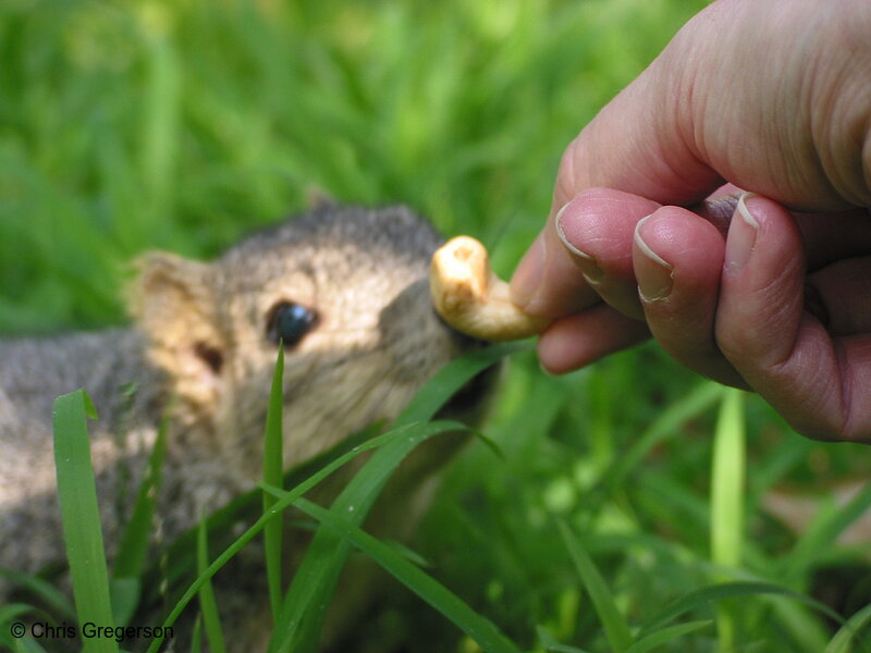 Photo of Squirrel Sniffing Cashew(2683)