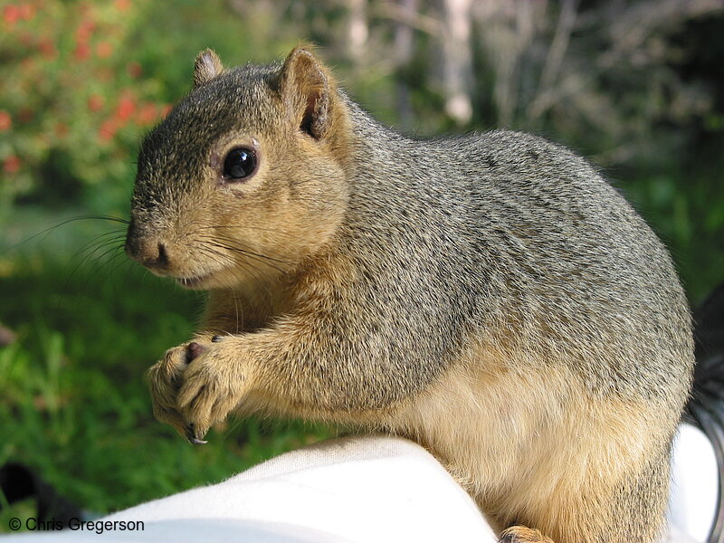 Photo of Squirrel Sitting on my Leg(2687)