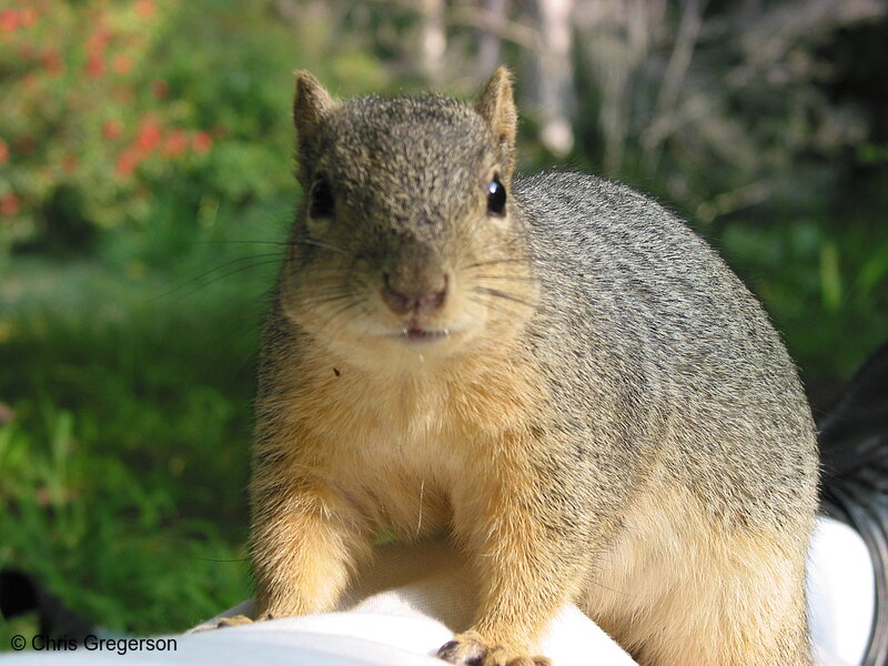 Photo of Squirrel on a Man's Leg(2688)