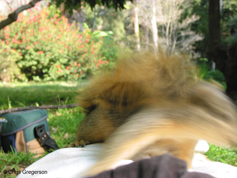 Photo of Squirrel Leaping (Motion Blur)(2690)