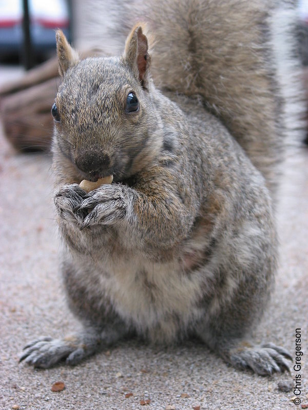 Photo of Squirrel Eating on my Patio(2783)