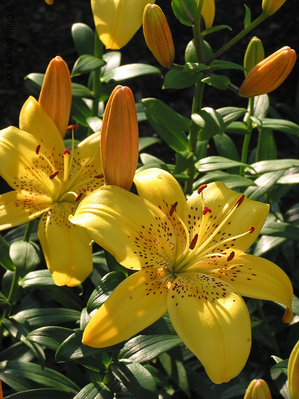 Photo of Yellow Lilies(2843)